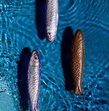 Michel Cluizel pieniškas šokoladas „Sardinės“ dėžutėje 75 g