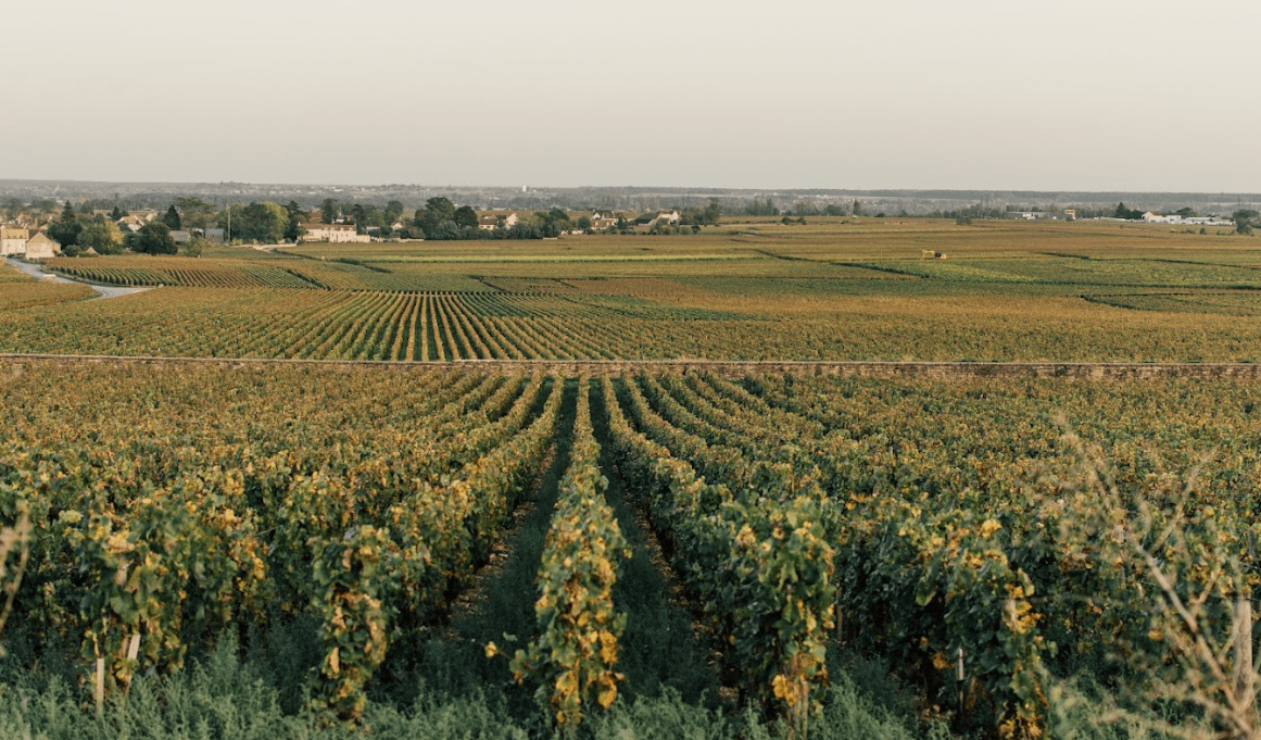 Kokie derliaus metai pasirodys rinkoje šiemet?