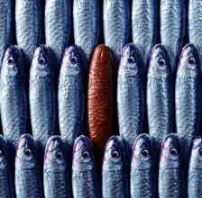 Michel Cluizel pieniško šokolado „Sardinės“ tinklelyje 90 g