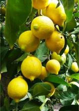 Poli Limone Lemon Liqueur 0,7 L