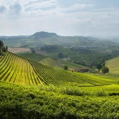 Azienda Agricola Elvio Cogno