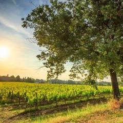 Azienda Agricola Poliziano