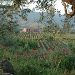 Tenuta delle Terre Nere