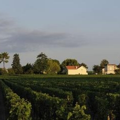 Château Latour à Pomerol