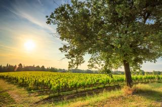 Azienda Agricola Poliziano