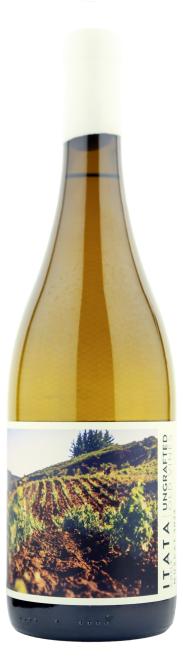 De Martino Ungrafted Muscat Itata DO 2023 