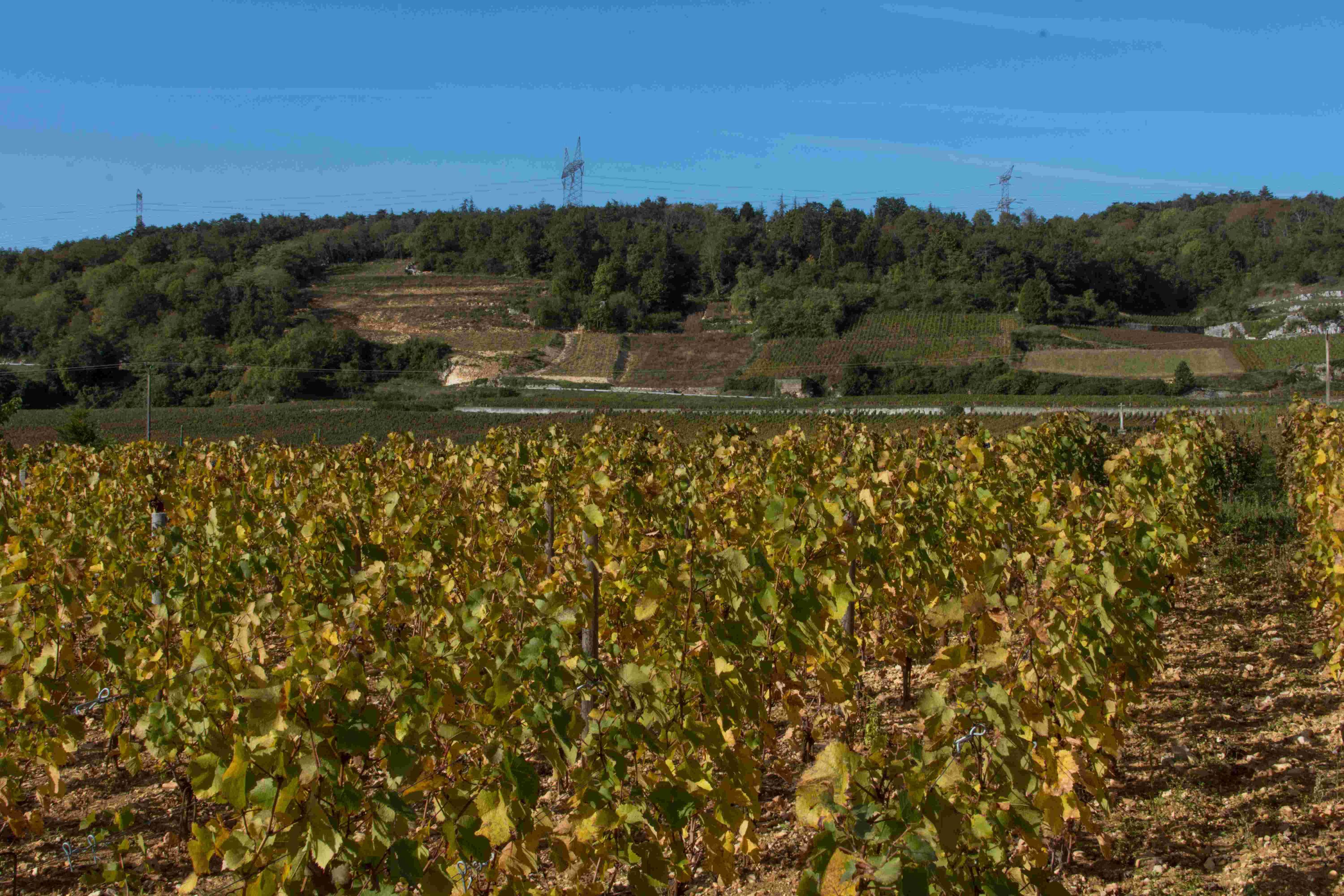 Faiveley in Nuits Saint Georges