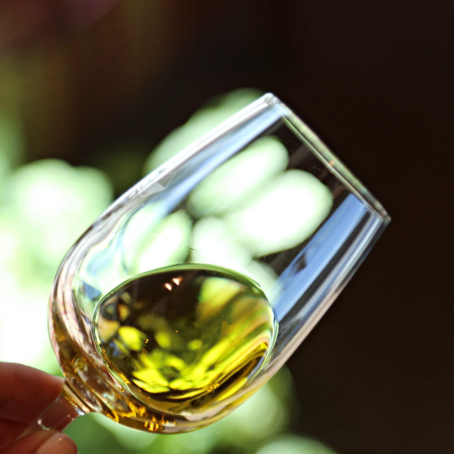 Alyvuogių aliejaus ragavimas