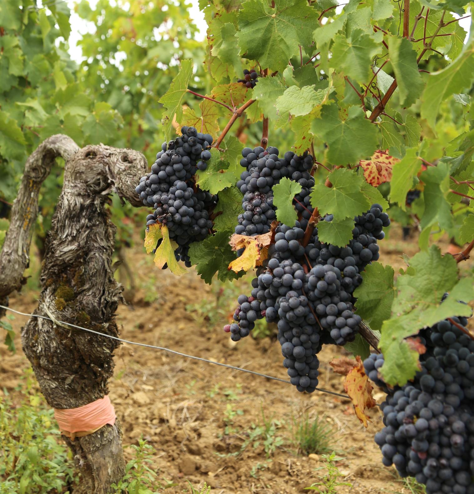 Cabernet Sauvignon ir Cabernet Franc vynai