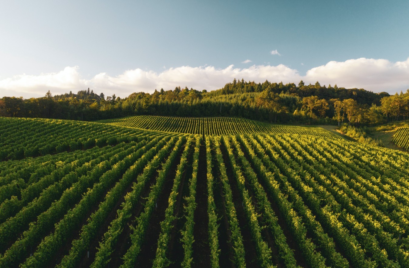 2021 metų vynuogių derlius