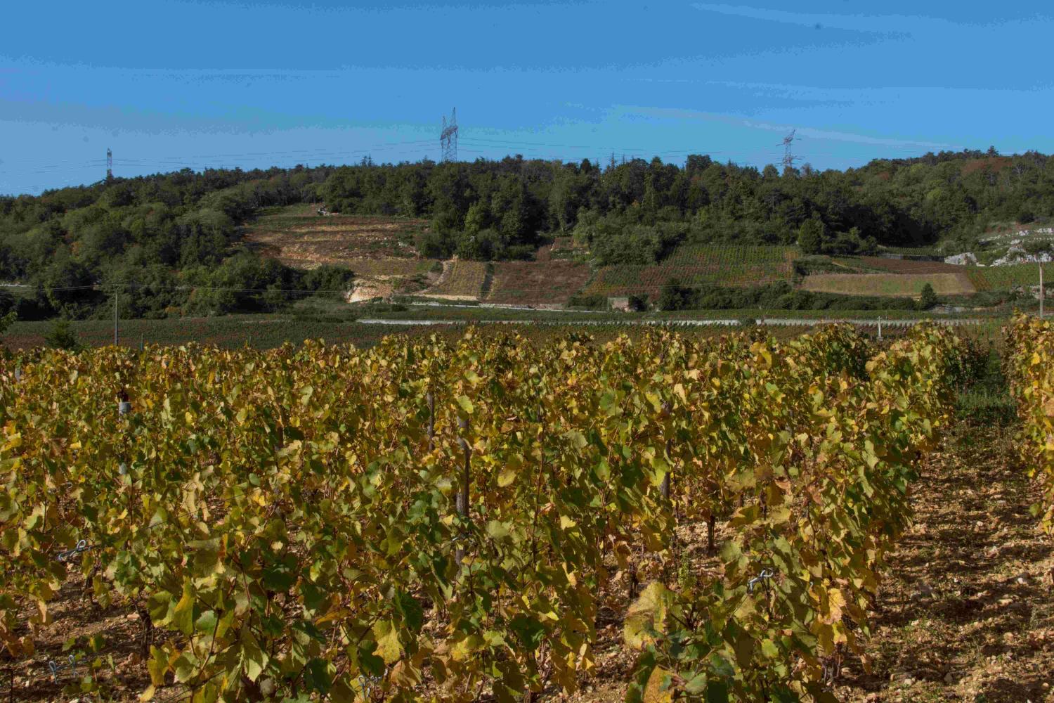 Faiveley in Nuits Saint Georges