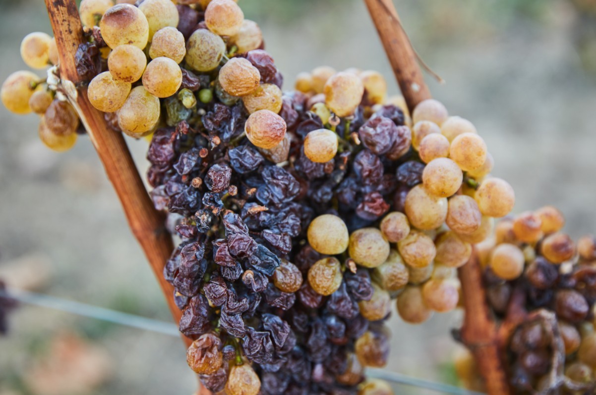 Furmint vynuogė i&scaron; arti