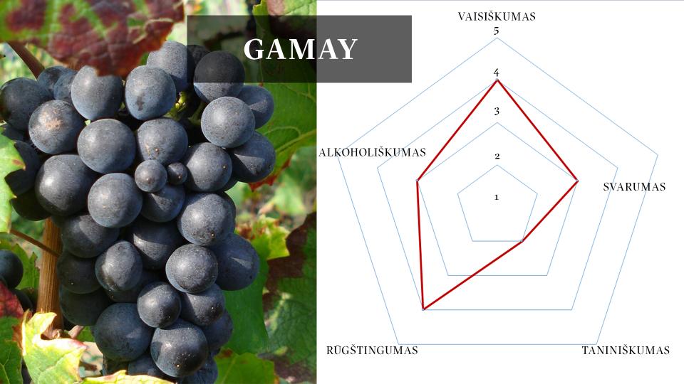 Gamay vynuogės