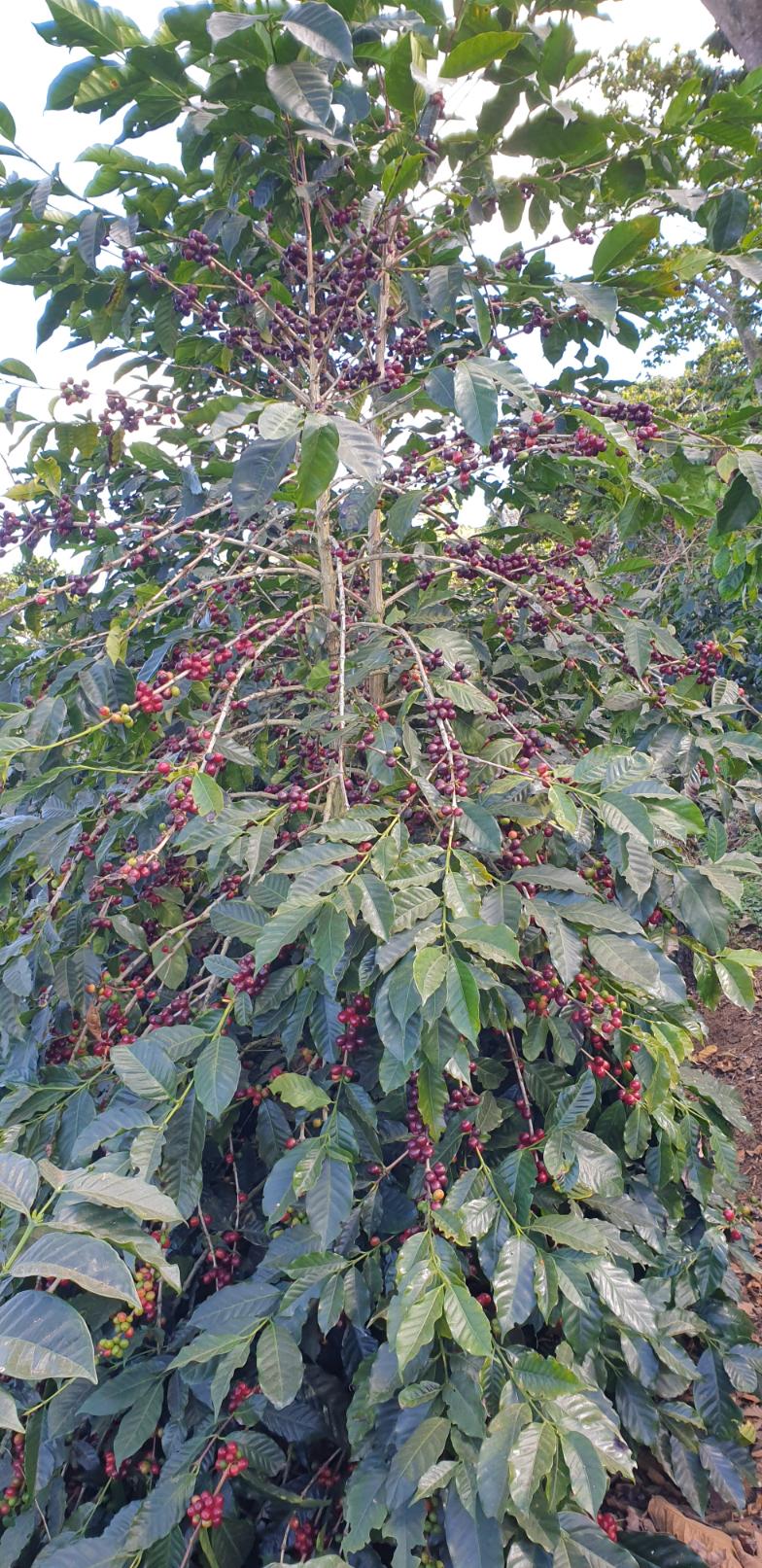 Kavos uogų skynimas