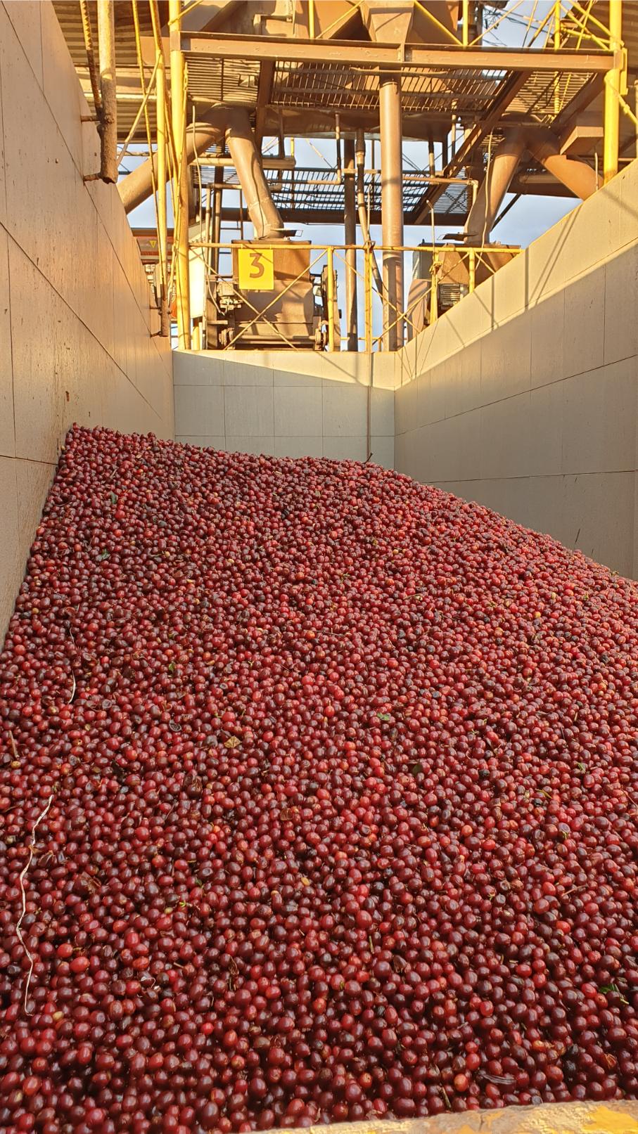 Kavos uogų rū&scaron;iavimas mai&scaron;uose