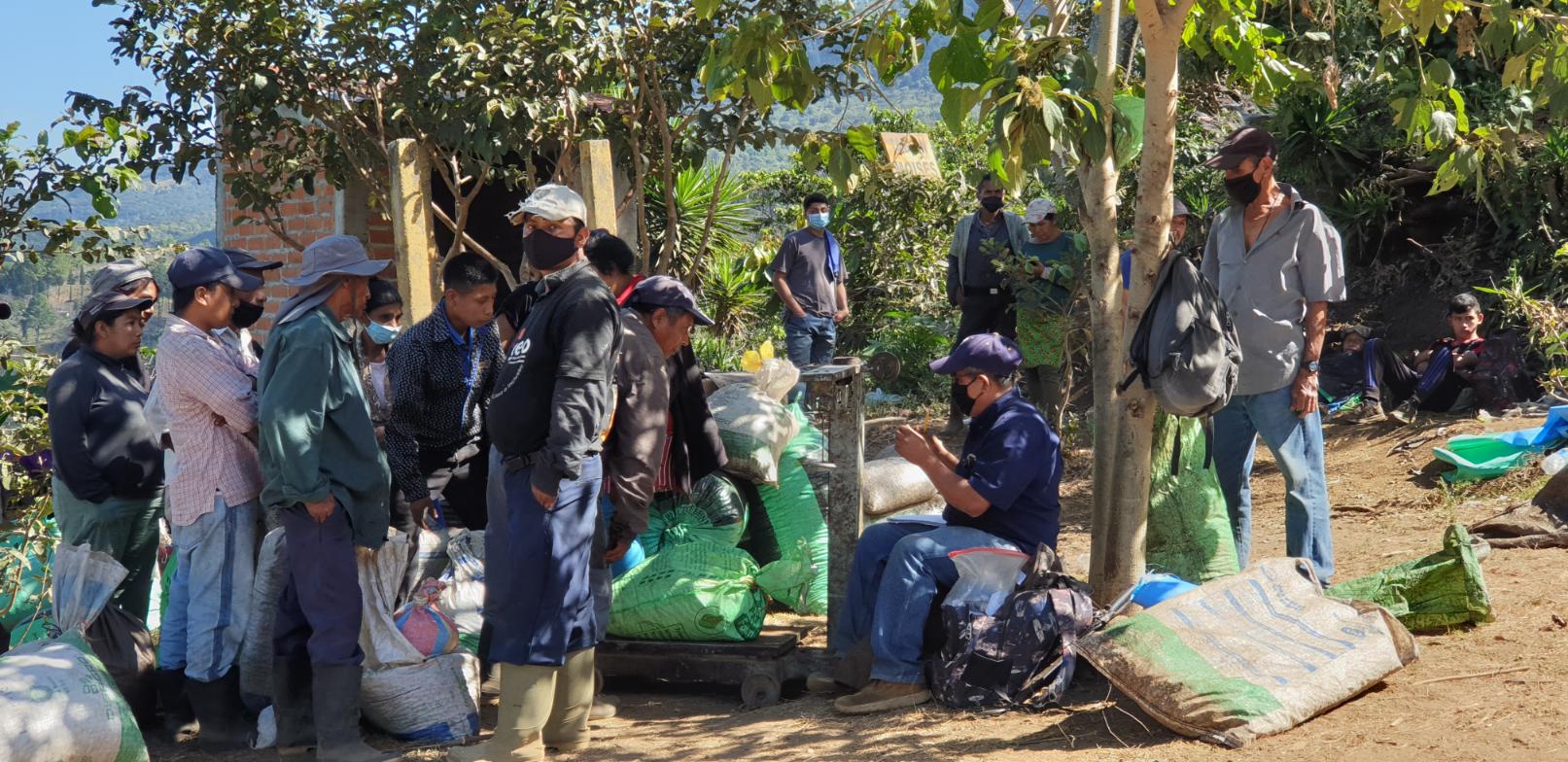 Rūšiuotos kavos uogos