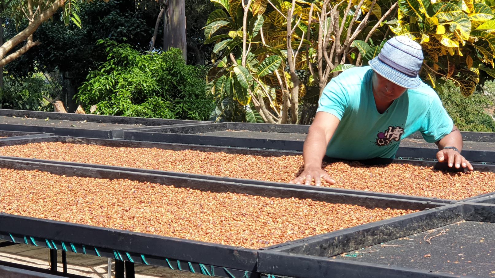 Kavos pupelių džiovinimas saulėje