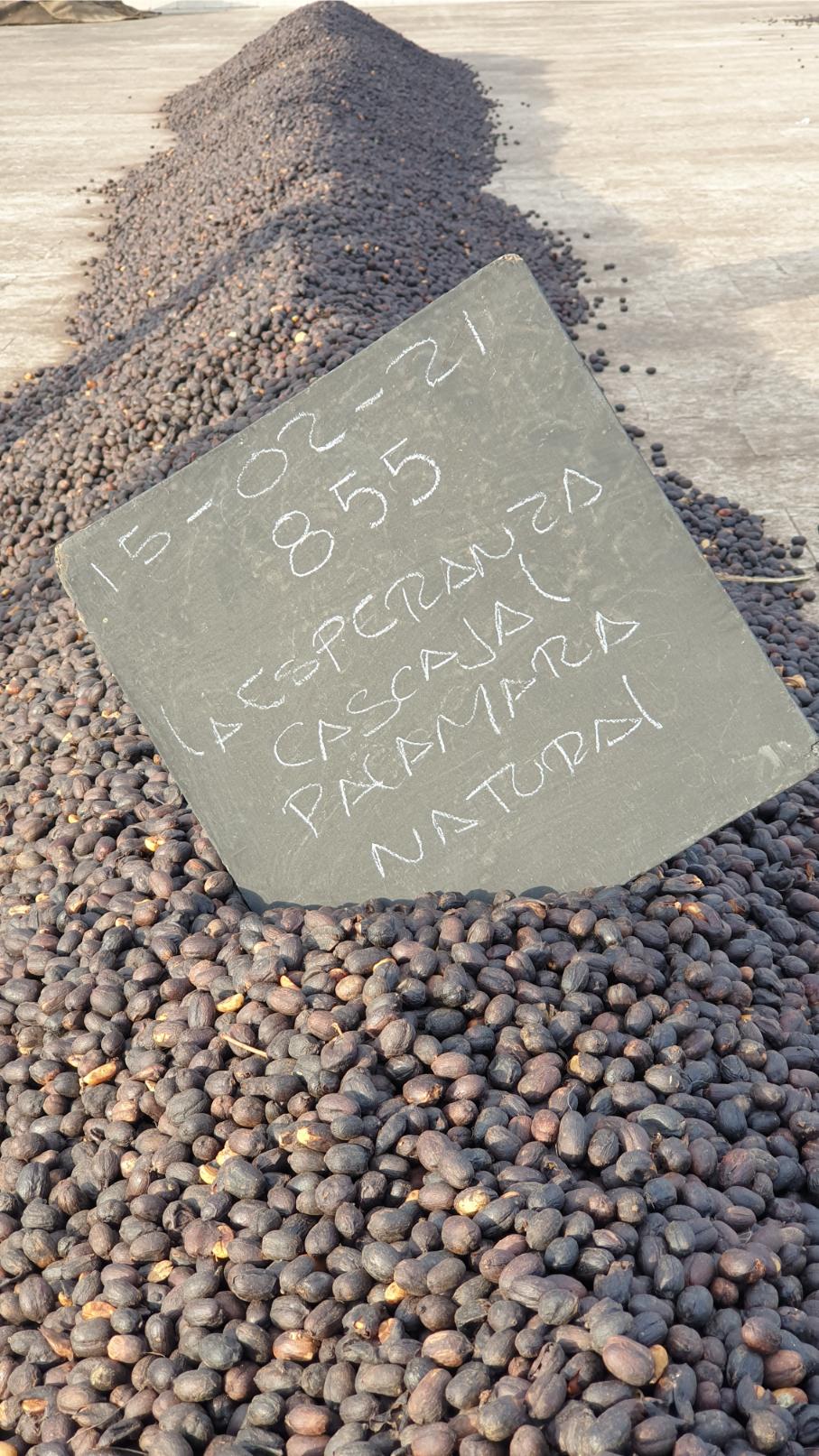 Kavos džiovinimo procesas