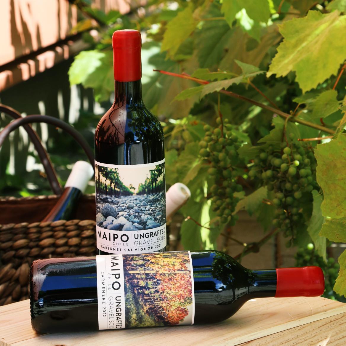 Čilės vynmedžiai Maipo slėnyje