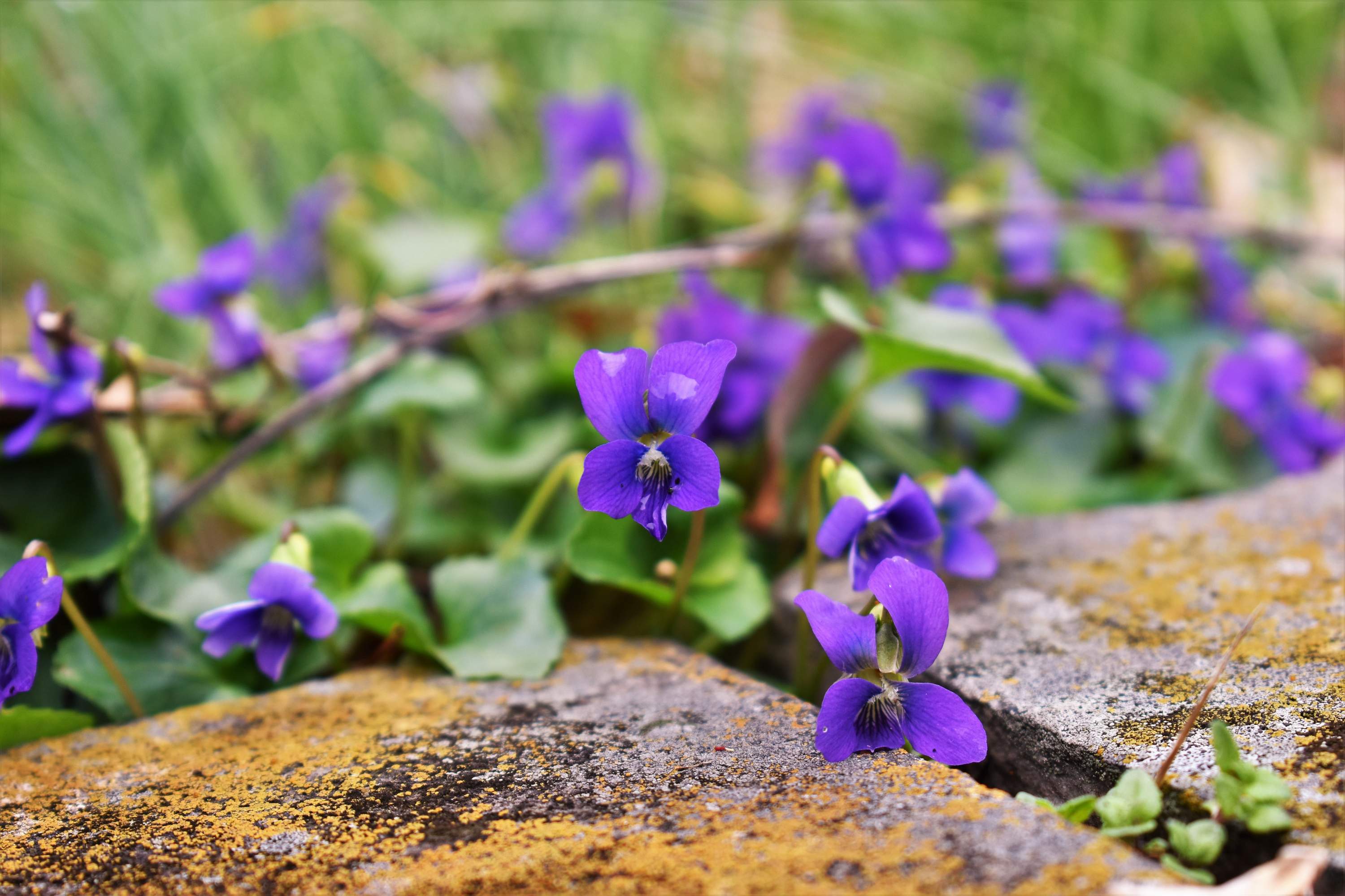 Na&scaron;laitės ir vynas