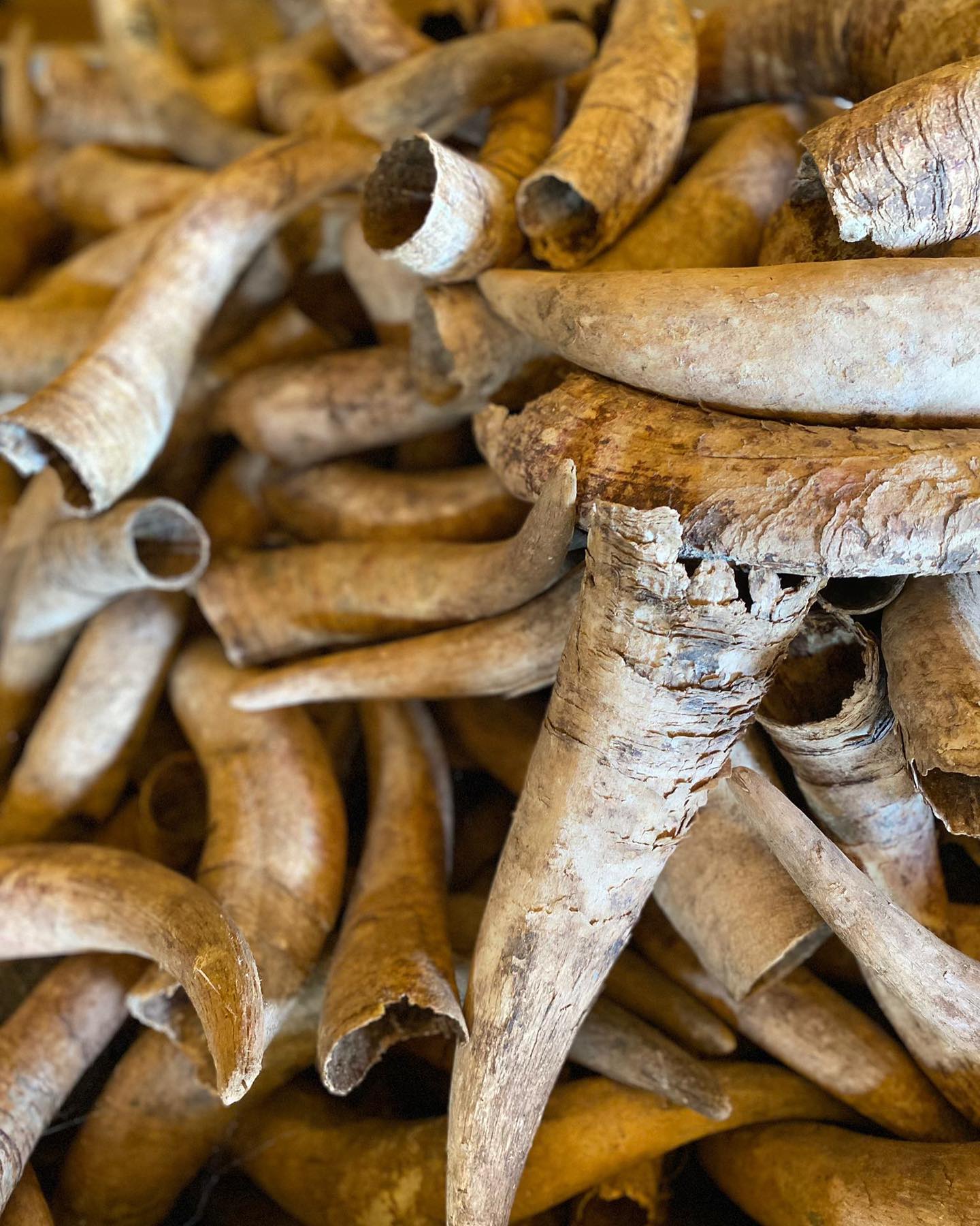 Biodinaminės vyndarystės ragai