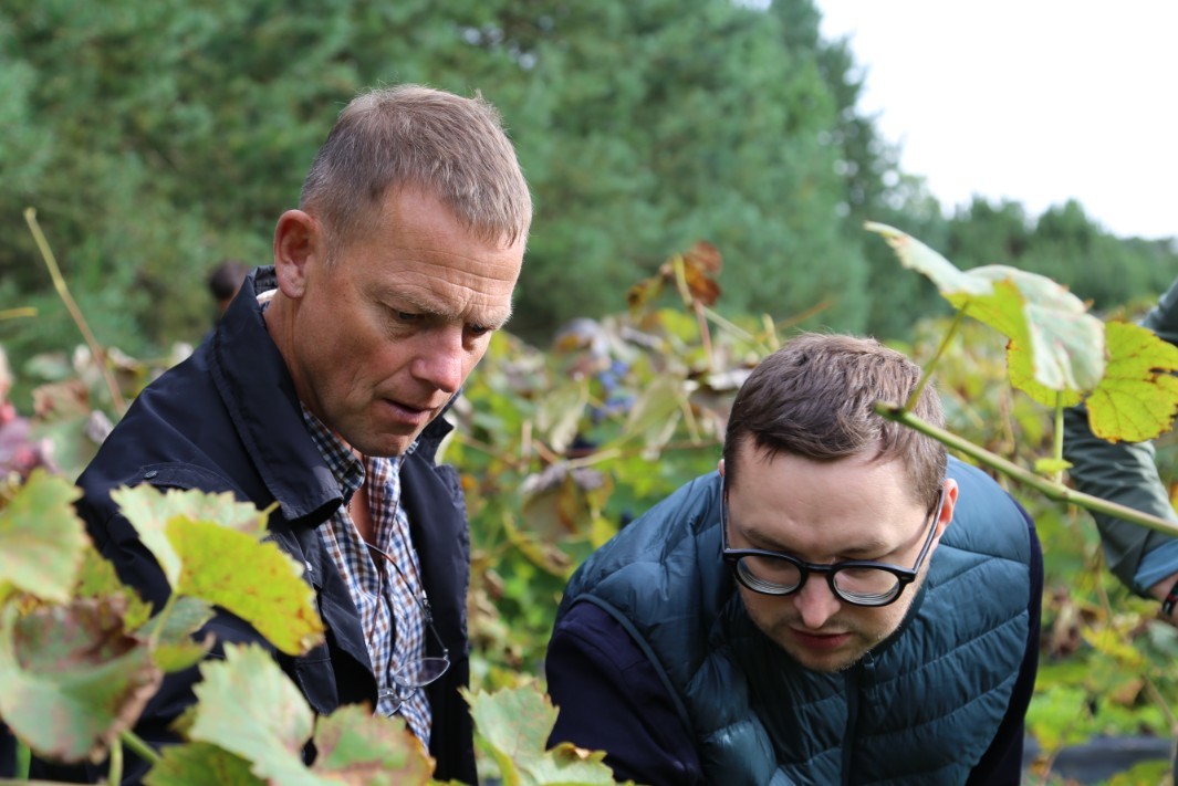Vyno klubo ekspertai apžiūri vynuogyną