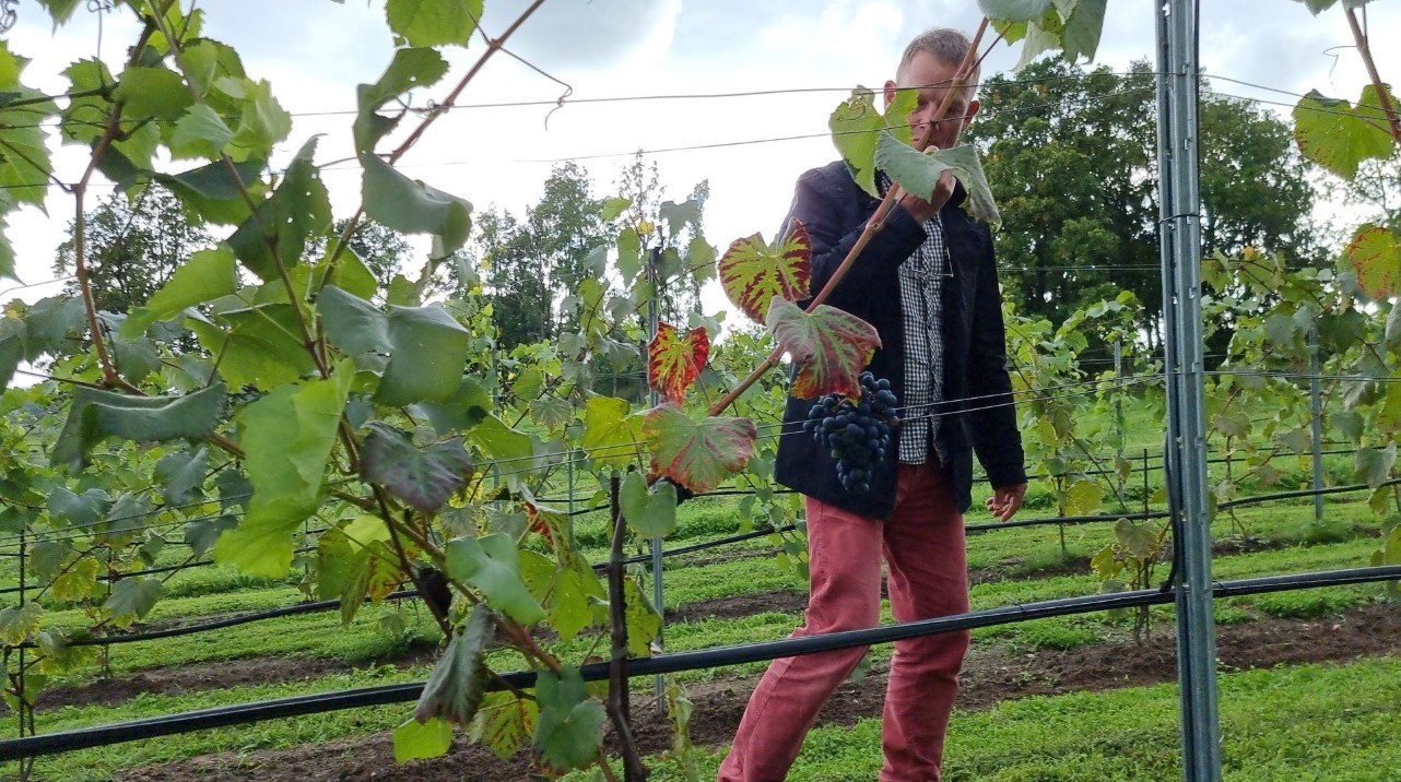 Roksala vynų asortimentas