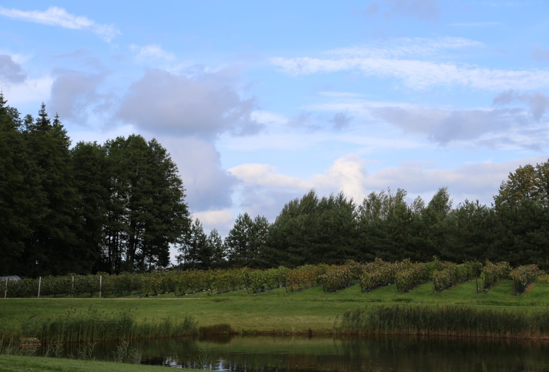 &Scaron;iauriausias Lietuvos vynuogynas Roki&scaron;kio rajone