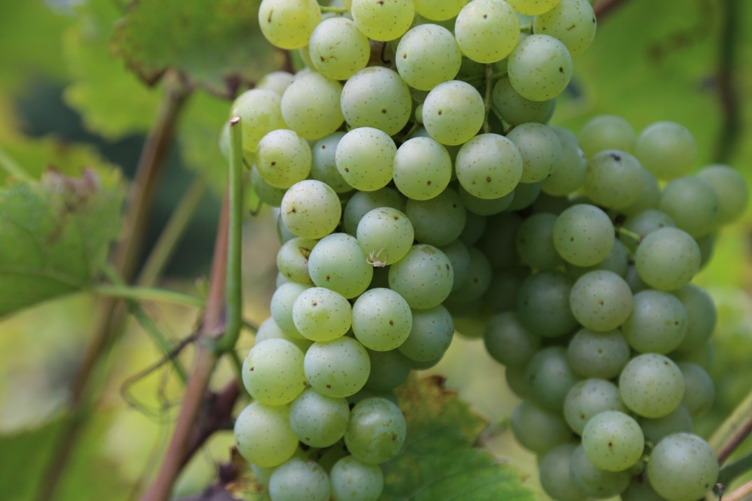 Baltųjų vynuogių veislė Soliaris