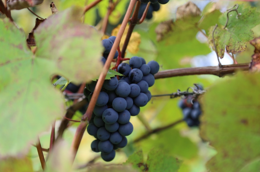 Raudonųjų vynuogių veislė Monika