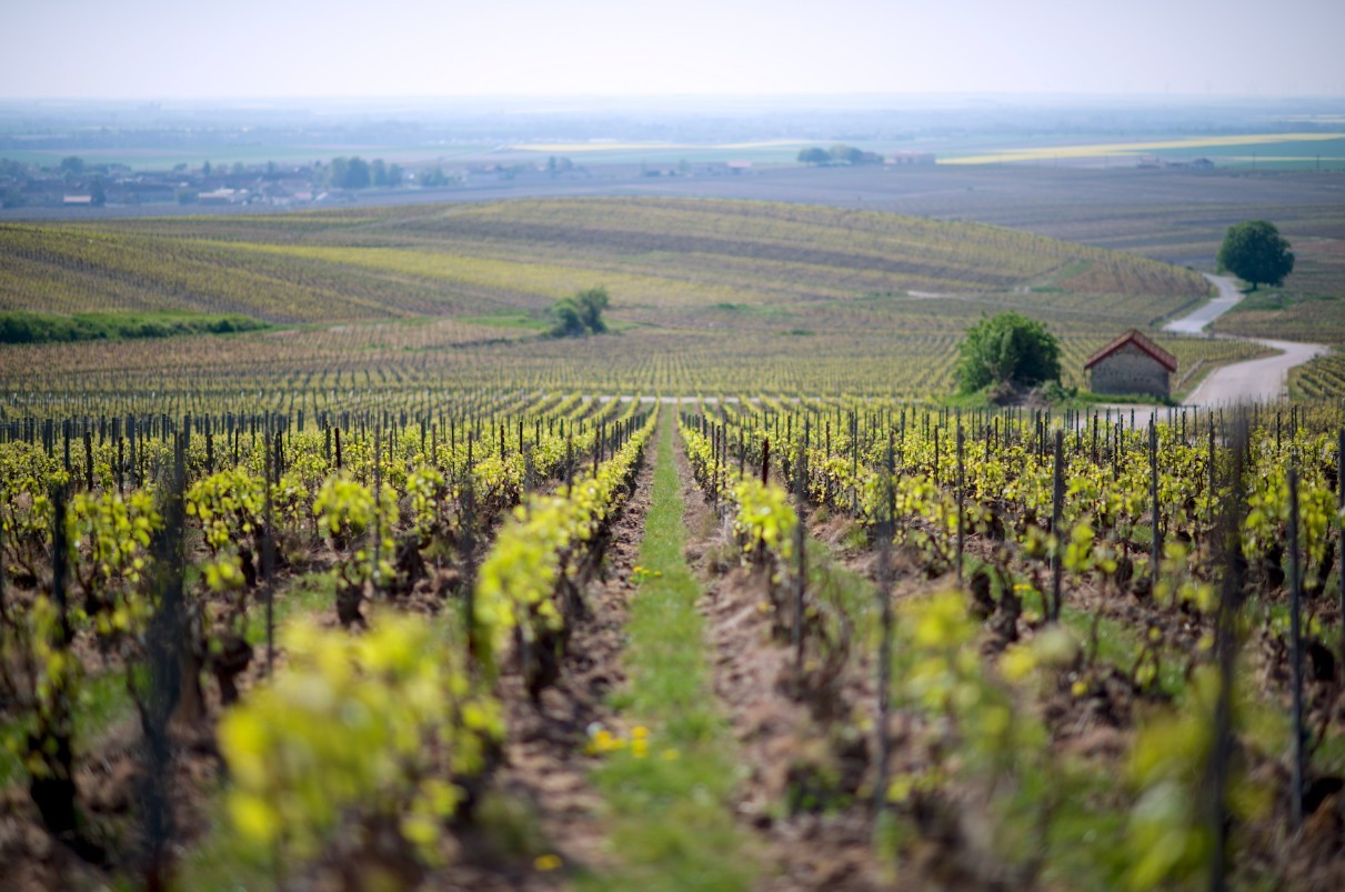 &Scaron;ampanės vynuogynai