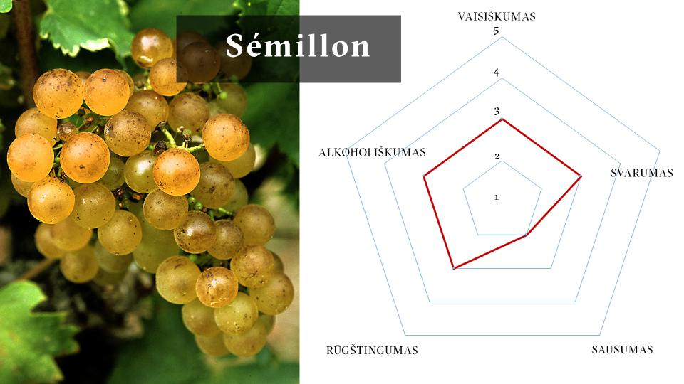 Semillon vynuogės