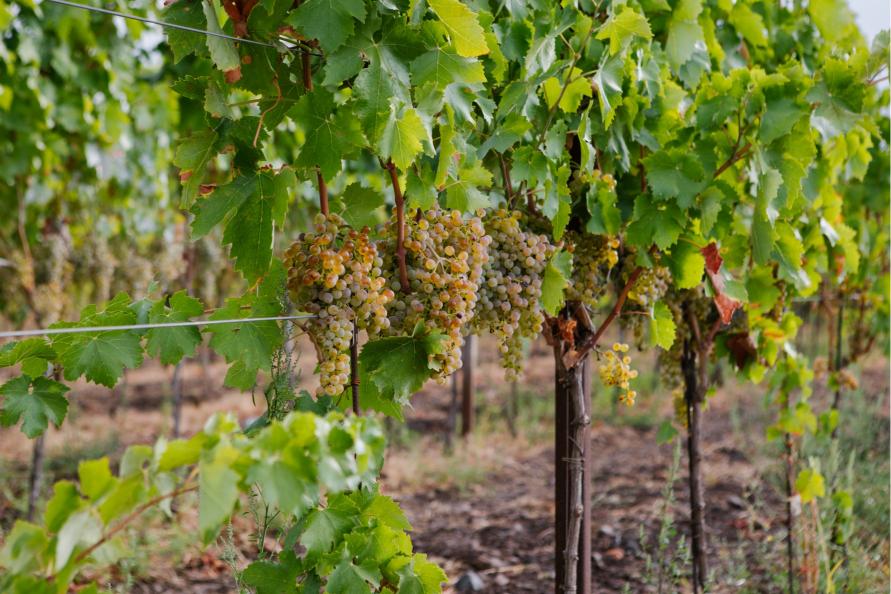Vynuogynai Etnos ugnikalnio papėdėje