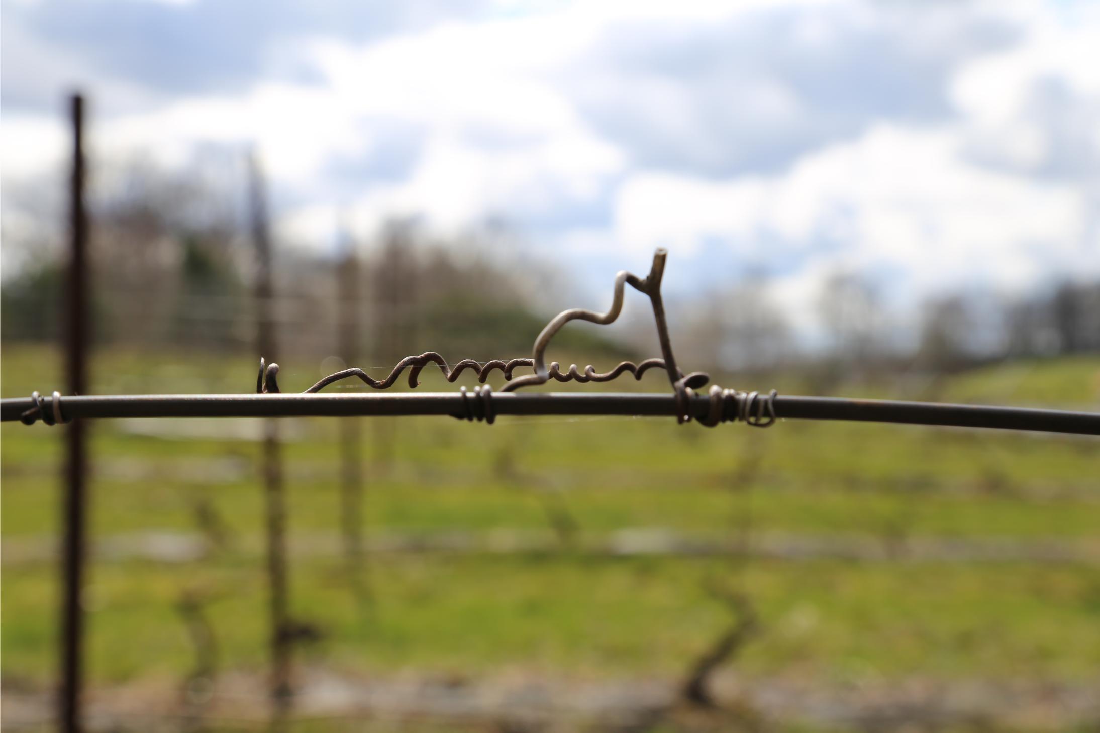 Vynuogynas prie tvoros užuovėjoje