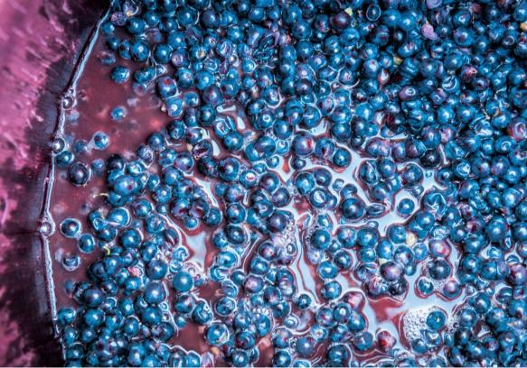 Vynuogių kekės vynuogyne