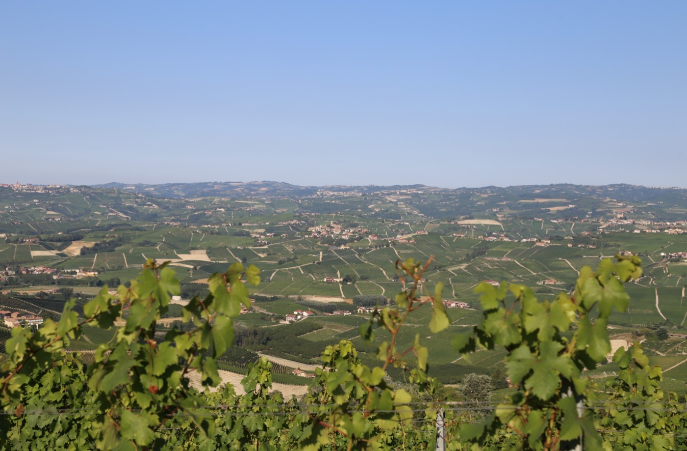 G.D. Vajra vynuogynai