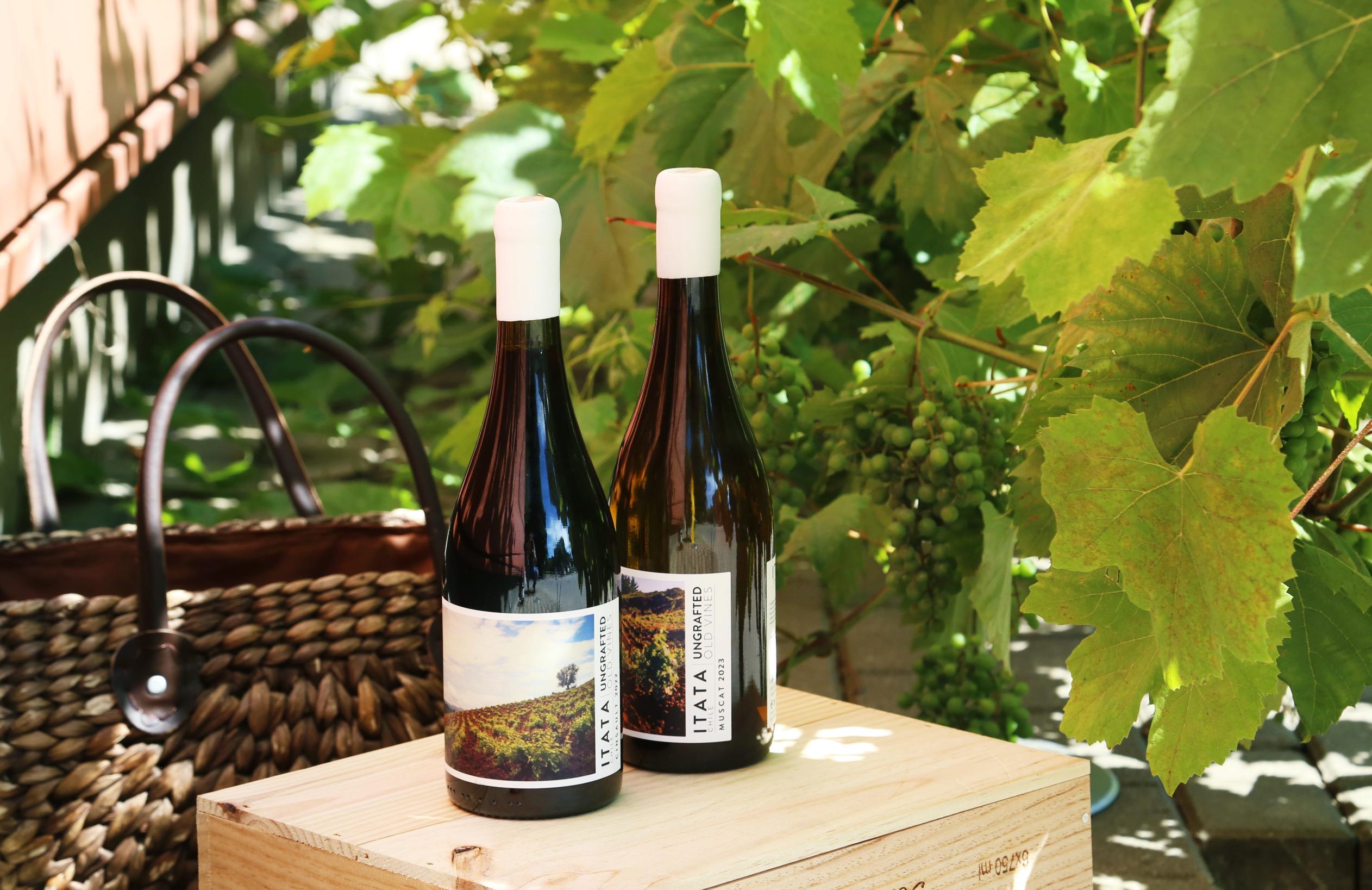 De Martino ungrafted vyno buteliai