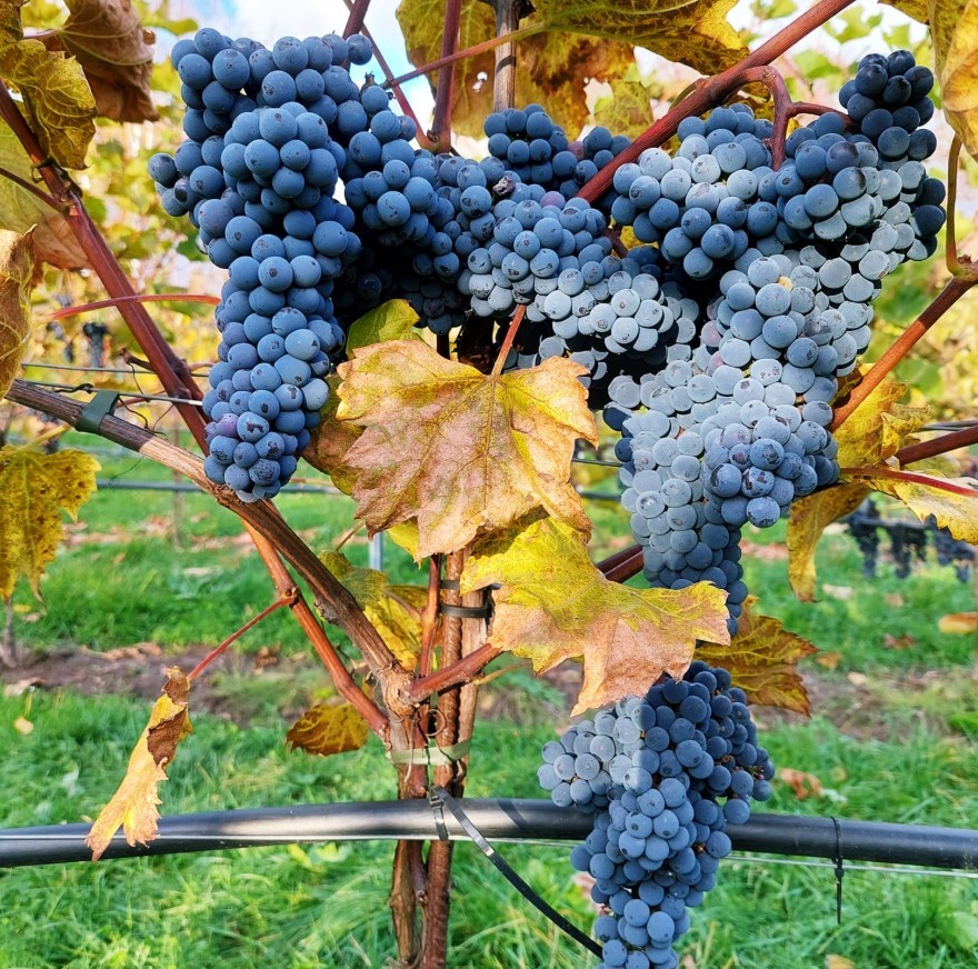 Lietuviškos vynuogės