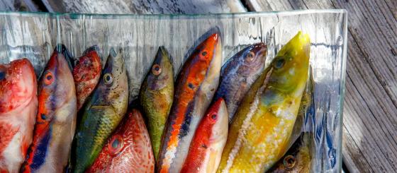 Šviežia žuvis bouillabaisse sriubai